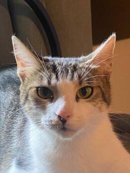 Prima -  Domestic Short Hair Cat for Adoption in Nashville, Tennessee - Prima | PetCurious