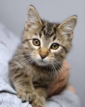 Flynn (AO37679) -  Domestic Medium Hair Cat for Adoption in Kansas City, Kansas - Flynn (AO37679) | PetCurious