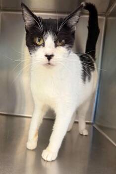 Domestic Short Hair Cats Available for Adoption - Hetty | PetCurious
