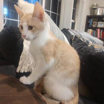 Domestic Short Hair Cats Available for Adoption in Springfield, Oregon - Primrose | PetCurious