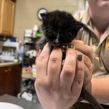 Silver -  Domestic Short Hair Cat for Adoption in Columbus, North Carolina - Silver | PetCurious