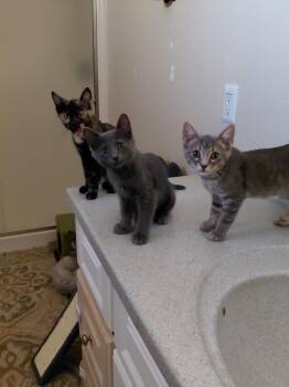 Rescue Russian Blue Cats for Adoption in Lakeport, California - Denali | PetCurious