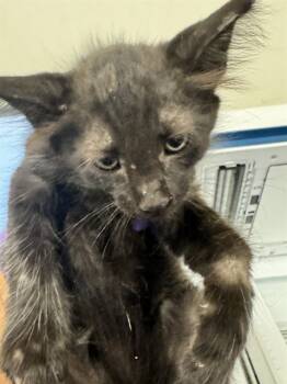 Rescue Domestic Short Hair Cats for Adoption in Doral, Florida - WINKIE | PetCurious