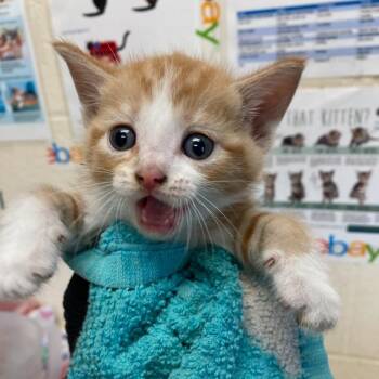 Bowman -  Domestic Short Hair Cat for Adoption in Memphis, Tennessee - Bowman | PetCurious