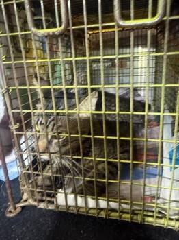 SQUEAKY -  Domestic Short Hair Cat for Adoption in San Antonio, Texas - SQUEAKY | PetCurious
