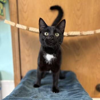 Timon -  Domestic Short Hair Cat for Adoption in Fargo, North Dakota - Timon | PetCurious