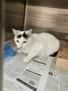 Domestic Short Hair Cats Available for Adoption in Fort Worth, Texas - Camellia | PetCurious