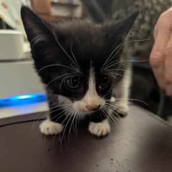 Espresso -  Domestic Short Hair Cat for Adoption in Bel Air, Maryland - Espresso | PetCurious