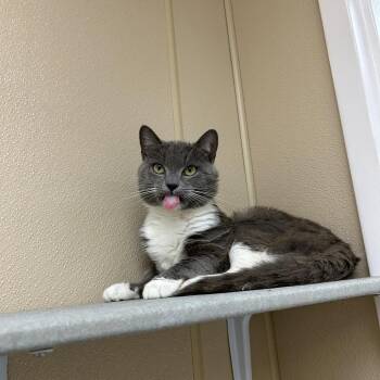Hughie -  Domestic Short Hair Cat for Adoption in Mebane, North Carolina - Hughie | PetCurious
