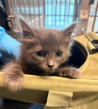 POPPY -  Domestic Short Hair Cat for Adoption in Baytown, Texas - POPPY | PetCurious