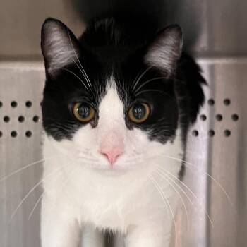 Michaelangelo -  Domestic Short Hair Cat Available for Adoption in Washburn, Missouri - Michaelangelo | PetCurious