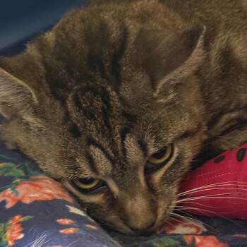 Tabitha (Sampson 3) -  Domestic Short Hair Cat for Adoption in Westport, Connecticut - Tabitha (Sampson 3) | PetCurious