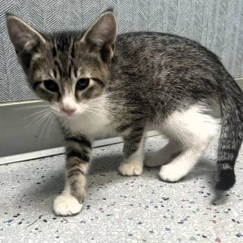 Gepard -  Domestic Short Hair Cat for Adoption in Lenexa, Kansas - Gepard | PetCurious