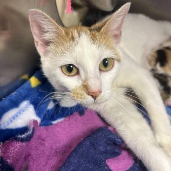 Domestic Short Hair Cats Available for Adoption in Fort Smith, Arkansas - Laura | PetCurious