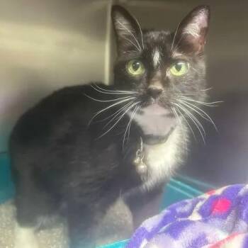 Turkey -  Domestic Short Hair Cat for Adoption in Beaumont, Texas - Turkey | PetCurious