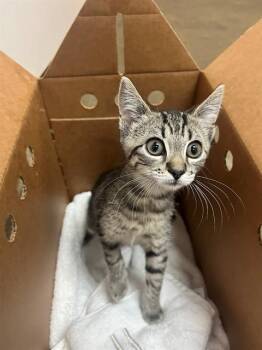RELLA -  Domestic Short Hair Cat for Adoption in Jacksonville, Florida - RELLA | PetCurious