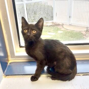 Domestic Medium Hair Cats Available for Adoption in Galveston, Texas - Nina | PetCurious