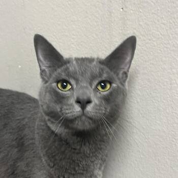 Osa -  Domestic Short Hair Cat for Adoption in Yuma, Arizona - Osa | PetCurious