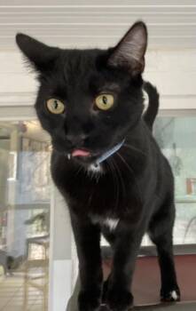 Domestic Short Hair Cats Available for Adoption - Vance | PetCurious