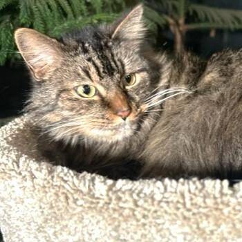GENEVA - GORGEOUS MAINE COON GIRL -  Maine Coon Cat for Adoption in Oakwood, Georgia - GENEVA - GORGEOUS MAINE COON GIRL | PetCurious