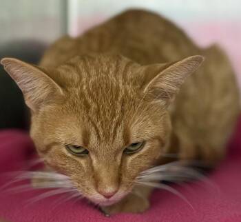 Froyo -  Domestic Short Hair Cat for Adoption in Jackson, Michigan - Froyo | PetCurious