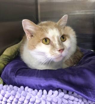 Tate -  Domestic Short Hair Cat for Adoption in Greensburg, Pennsylvania - Tate | PetCurious