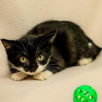 Rescue Domestic Short Hair Cats for Adoption in Versailles, Kentucky - Nadine | PetCurious