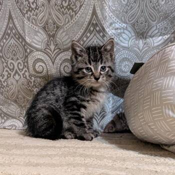 Chet C11429 -  Domestic Short Hair Cat for Adoption - Chet C11429 | PetCurious