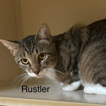 Rescue Domestic Short Hair Cats for Adoption in Ulster, Pennsylvania - Rustler | PetCurious