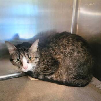 Domestic Short Hair Cats Available for Adoption in Belleville, Illinois - Jack | PetCurious