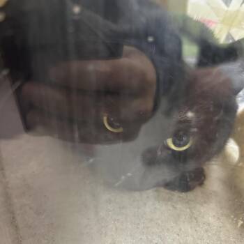 Amelion -  Domestic Short Hair Cat for Adoption in Philadelphia, Pennsylvania - Amelion | PetCurious