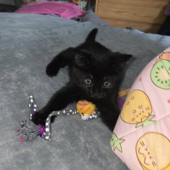 Sweet Dee -  Domestic Short Hair Cat for Adoption in New Berlin, Wisconsin - Sweet Dee | PetCurious