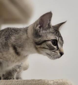Hurricane -  Domestic Short Hair Cat for Adoption in South Bend, Indiana - Hurricane | PetCurious
