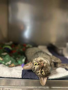 Rescue Domestic Short Hair Cats for Adoption in Myerstown, Pennsylvania - Diva (Special Needs) | PetCurious
