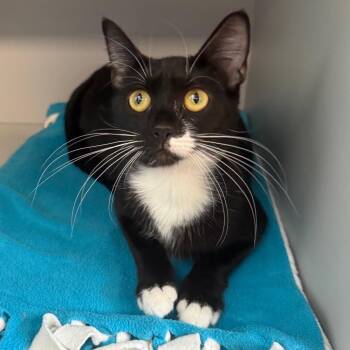 Black Canary -  Domestic Short Hair Cat for Adoption in Sarasota, Florida - Black Canary | PetCurious