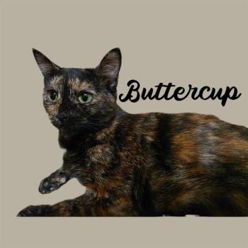BUTTERCUP -  Domestic Short Hair Cat for Adoption in Auburn, California - BUTTERCUP | PetCurious