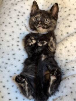 Domestic Short Hair and Tortoiseshell Cats Available for Adoption in San Jose, California - Cirrus | PetCurious