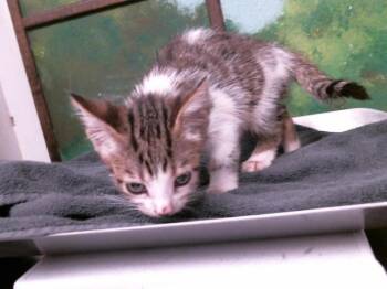 KONAN -  Domestic Short Hair Cat for Adoption in Houston, Texas - KONAN | PetCurious