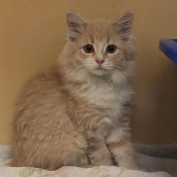 Glen Coco -  Domestic Medium Hair Cat for Adoption in East Hanover, New Jersey - Glen Coco | PetCurious