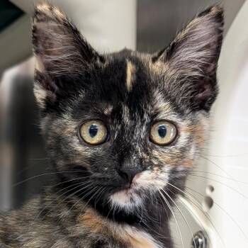 Princess Donut - Reduced Fee -  Domestic Short Hair Cat for Adoption in Jefferson, Wisconsin - Princess Donut - Reduced Fee | PetCurious