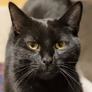 Damon - Reduced Fee -  Domestic Short Hair Cat for Adoption in Jefferson, Wisconsin - Damon - Reduced Fee | PetCurious