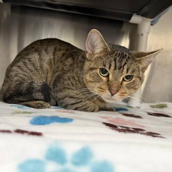 Frank -  Domestic Short Hair Cat for Adoption in Grand Rapids, Michigan - Frank | PetCurious