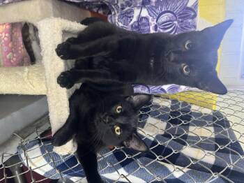 Rescue Domestic Medium Hair Cats for Adoption in Wilder, Kentucky - Cherry + Rambutan | PetCurious