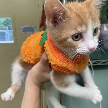 Sienna -  Domestic Short Hair Cat for Adoption in Greenbelt, Maryland - Sienna | PetCurious