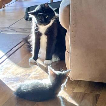 Peanut -  Domestic Short Hair Cat for Adoption in Pleasanton, California - Peanut | PetCurious