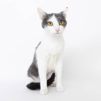 Rescue Domestic Short Hair Cats for Adoption in Franklin, Tennessee - Daisy | PetCurious