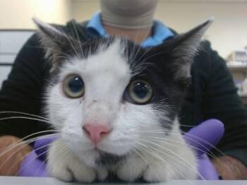 SYLO -  Domestic Short Hair Cat for Adoption in Doral, Florida - SYLO | PetCurious