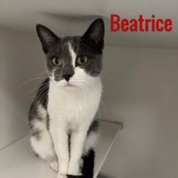 Beatrice -  Domestic Short Hair Cat for Adoption in Pleasantville, New Jersey - Beatrice | PetCurious