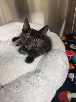 Hashbrown -  Domestic Short Hair Cat for Adoption in Kemp, Texas - Hashbrown | PetCurious