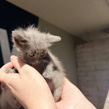 Domestic Medium Hair Cats Available for Adoption in Penryn, California - Gemma | PetCurious